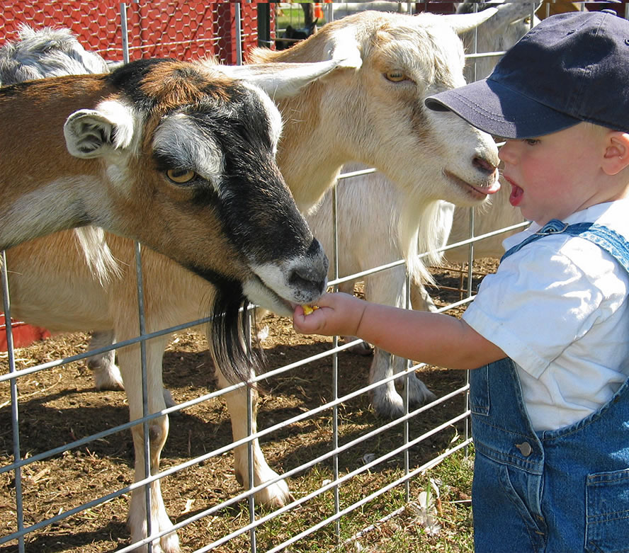 Child petting goats